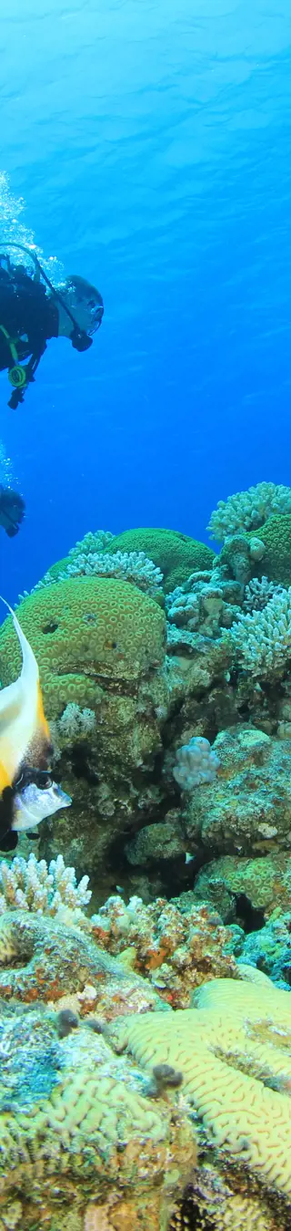Im glasklaren Wasser von Koh Tao abtauchen
